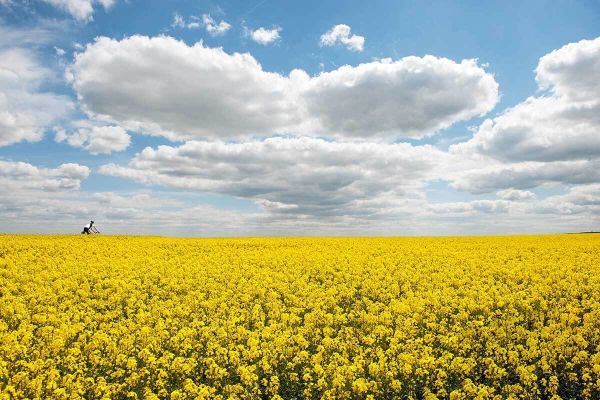 field in summer